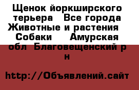 Щенок йоркширского терьера - Все города Животные и растения » Собаки   . Амурская обл.,Благовещенский р-н